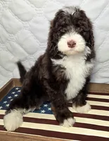 Honor, a male Bernedoodle for sale in Hammonton, NJ – 5 of 7