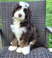 Freedom, a male Bernedoodle for sale in Hammonton, NJ – 3 of 9