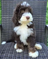 Honor, a male Bernedoodle for sale in Hammonton, NJ – 4 of 8