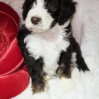 Orange collar Female, a female Bernedoodle for sale in Hammonton, NJ – Photo 5 of 9