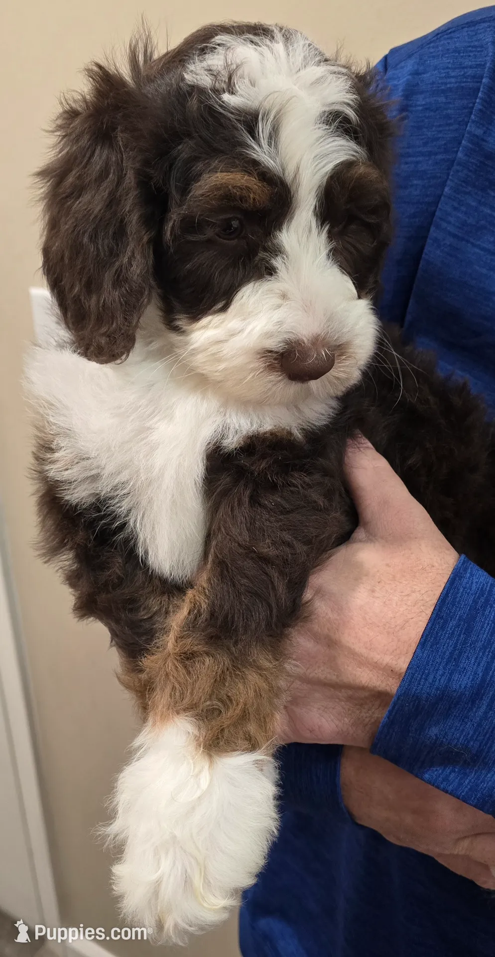 Orange collar Female
