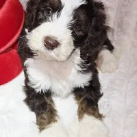 Orange collar Female, a female Bernedoodle for sale in Hammonton, NJ – Photo 7 of 9