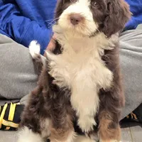 Orange collar Female, a female Bernedoodle for sale in Hammonton, NJ – Photo 6 of 9
