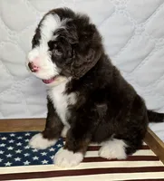 Freedom, a male Bernedoodle for sale in Hammonton, NJ – 5 of 6