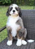 America , a female Bernedoodle for sale in Hammonton, NJ – 10 of 10