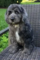 Banner, a male Bernedoodle for sale in Hammonton, NJ – 3 of 10