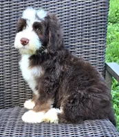 Freedom, a male Bernedoodle for sale in Hammonton, NJ – 6 of 9