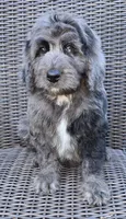 Banner, a male Bernedoodle for sale in Hammonton, NJ – 10 of 10