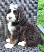Freedom, a male Bernedoodle for sale in Hammonton, NJ – 7 of 9