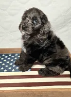 Banner, a male Bernedoodle for sale in Hammonton, NJ – 4 of 9