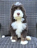 Honor, a male Bernedoodle for sale in Hammonton, NJ – 5 of 8