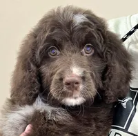 processed/cfb69396-3466-4a86-945b-819c778bfc26/listing/c68c0c29-e6d3-4f04-9603-339c2c81567d/ab77d0c7-f640-4a20-91f9-b55db989f1e5