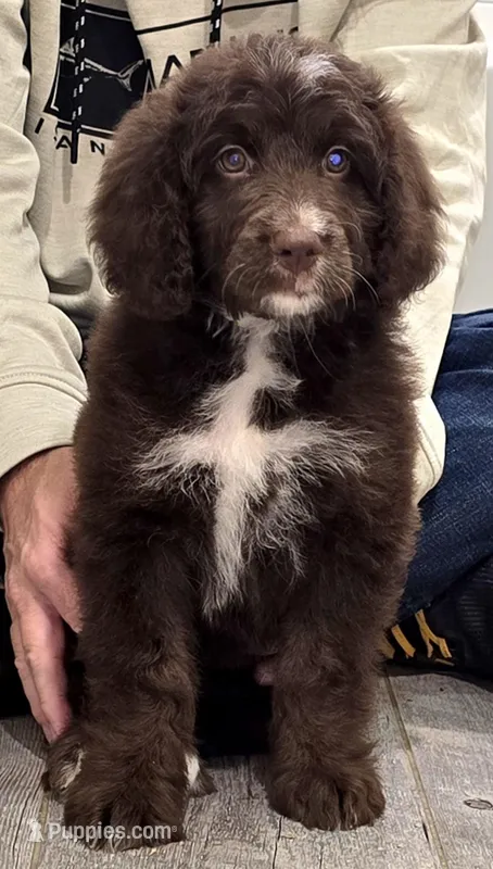 Purple collar Female