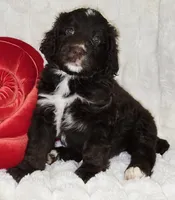 processed/cfb69396-3466-4a86-945b-819c778bfc26/listing/c68c0c29-e6d3-4f04-9603-339c2c81567d/cd1a512a-392b-4deb-b792-0682a420b419