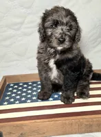 Banner, a male Bernedoodle for sale in Hammonton, NJ – 8 of 9