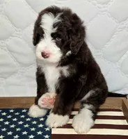 Freedom, a male Bernedoodle for sale in Hammonton, NJ – 3 of 6