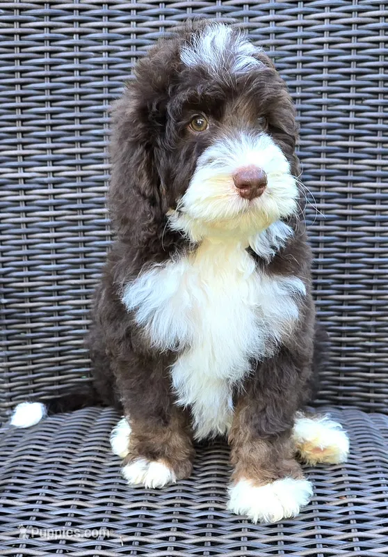 Honor – Bernedoodle puppy for sale in Hammonton, NJ