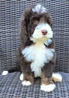 Honor, a male Bernedoodle for sale in Hammonton, NJ – 1 of 8