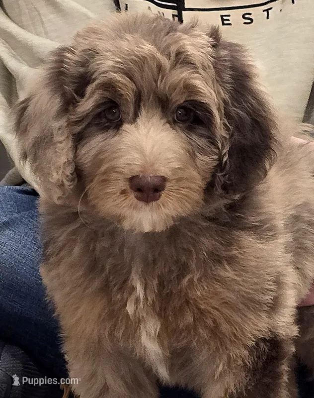 Yellow Collar Female