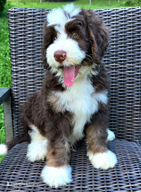 Freedom – Bernedoodle puppy for sale in Hammonton, NJ