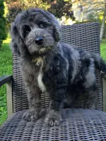 Banner, a male Bernedoodle for sale in Hammonton, NJ – 2 of 10