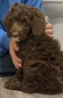 Light blue collar Male, a male Bernedoodle for sale in Hammonton, NJ – Photo 7 of 7