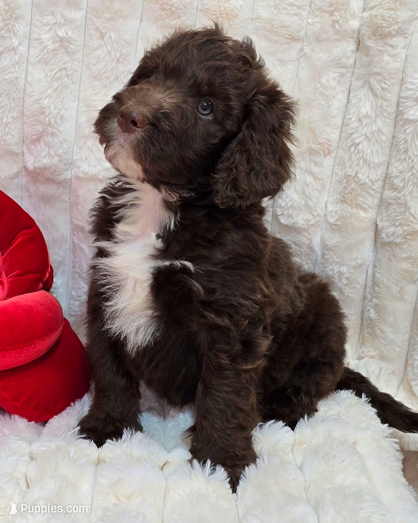 Light blue collar Male, a male Bernedoodle for sale in Hammonton, NJ – Photo 3 of 7
