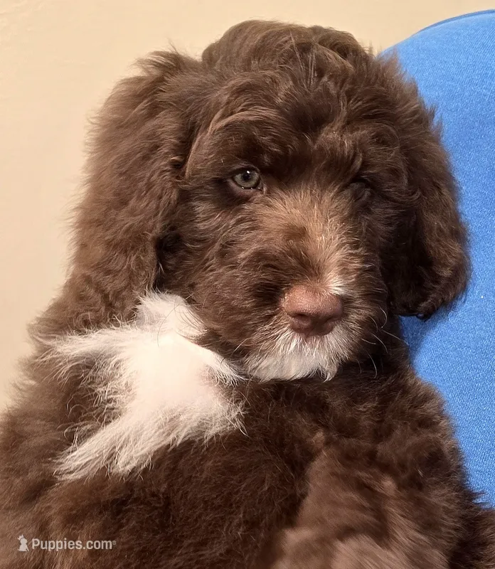 Light blue collar Male