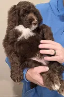 Light blue collar Male, a male Bernedoodle for sale in Hammonton, NJ – Photo 6 of 7