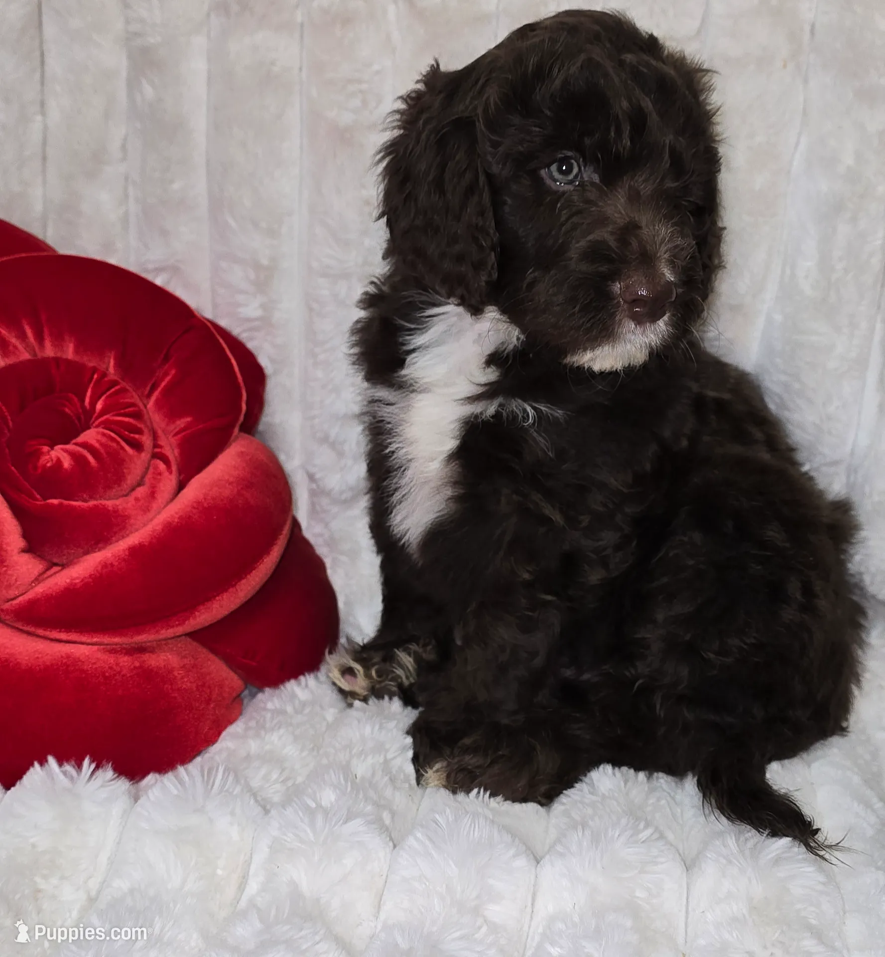 Light blue collar Male, a male Bernedoodle for sale in Hammonton, NJ – Photo 5 of 7