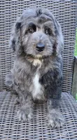 Banner, a male Bernedoodle for sale in Hammonton, NJ – 9 of 10