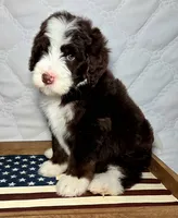 Freedom, a male Bernedoodle for sale in Hammonton, NJ – 4 of 6