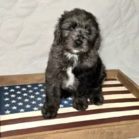 Banner, a male Bernedoodle for sale in Hammonton, NJ – 5 of 9