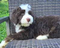 Freedom, a male Bernedoodle for sale in Hammonton, NJ – 5 of 9