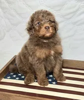 Liberty , a female Bernedoodle for sale in Hammonton, NJ – 2 of 10