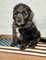 Banner, a male Bernedoodle for sale in Hammonton, NJ – 6 of 9