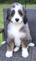 America , a female Bernedoodle for sale in Hammonton, NJ – 5 of 10