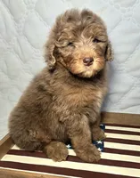 Liberty , a female Bernedoodle for sale in Hammonton, NJ – 8 of 10