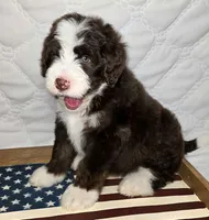 Freedom, a male Bernedoodle for sale in Hammonton, NJ – 6 of 6