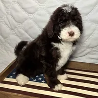Honor, a male Bernedoodle for sale in Hammonton, NJ – 1 of 7