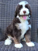 Freedom, a male Bernedoodle for sale in Hammonton, NJ – 9 of 9