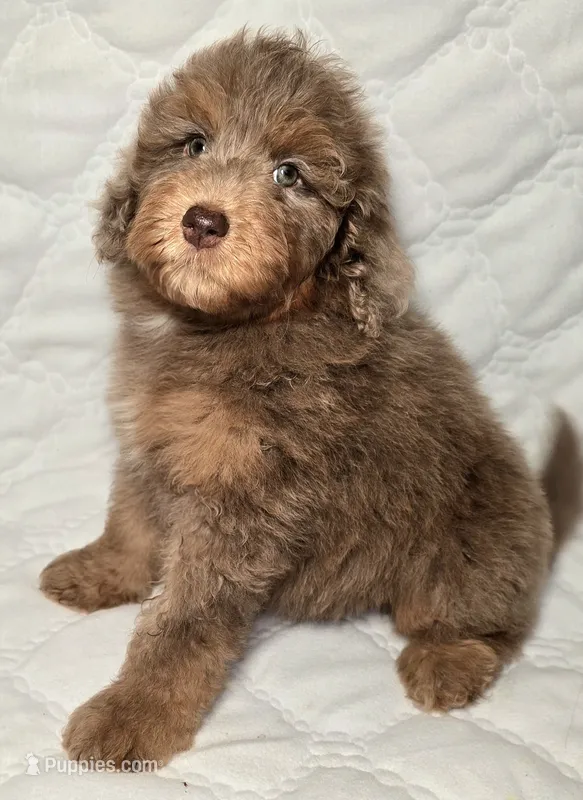 Liberty  – Bernedoodle puppy for sale in Hammonton, NJ