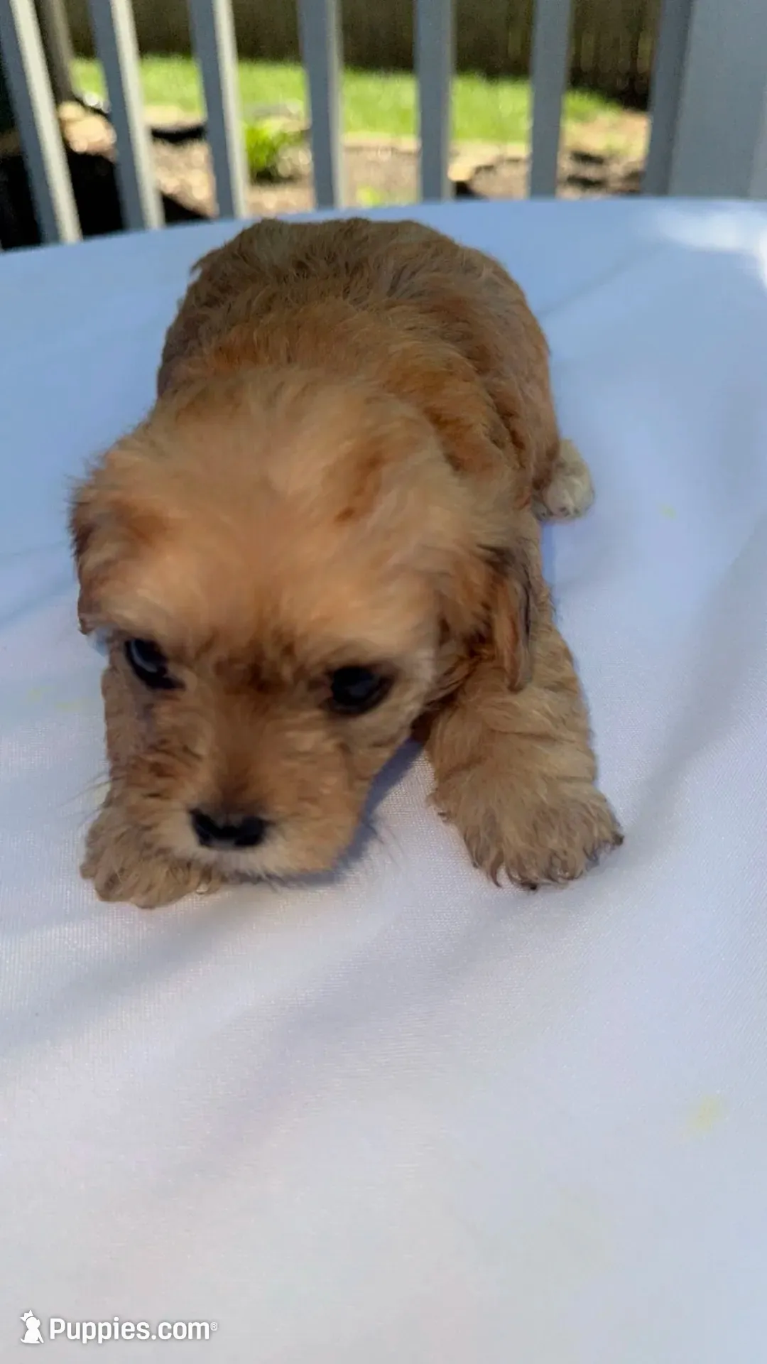 Brac, a female Mal Shi for sale in Grayslake, IL – 4 of 4