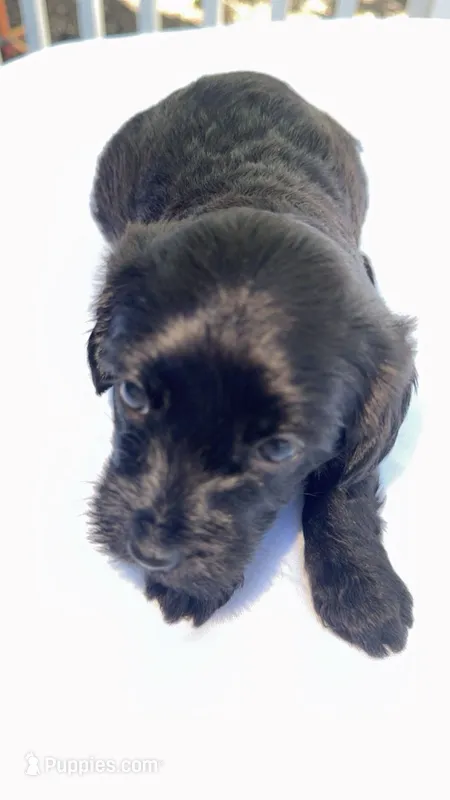 Brac – Mal Shi puppy for sale in Grayslake, IL