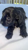 Brac, a female Mal Shi for sale in Grayslake, IL – 2 of 4