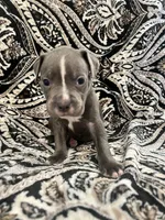 Light blu collar, a male American Pit Bull Terrier for sale in Otsego, MN – 1 of 1