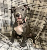 Light pink collar, a female American Pit Bull Terrier for sale in Otsego, MN – 3 of 10