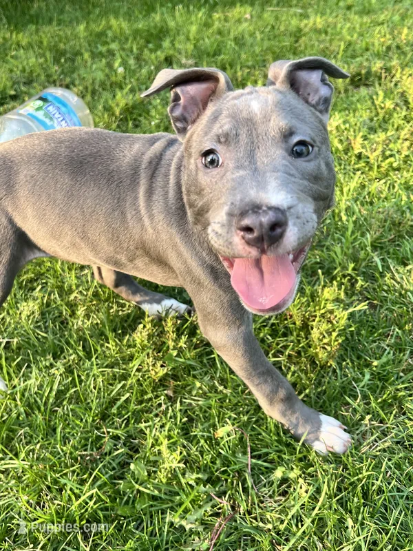 Light pink collar – American Pit Bull Terrier puppy for sale in Otsego, MN