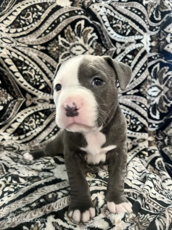 Hot pink collar – American Pit Bull Terrier puppy for sale in Otsego, MN