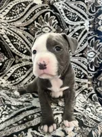 Hot pink collar, a female American Pit Bull Terrier for sale in Otsego, MN – 1 of 1